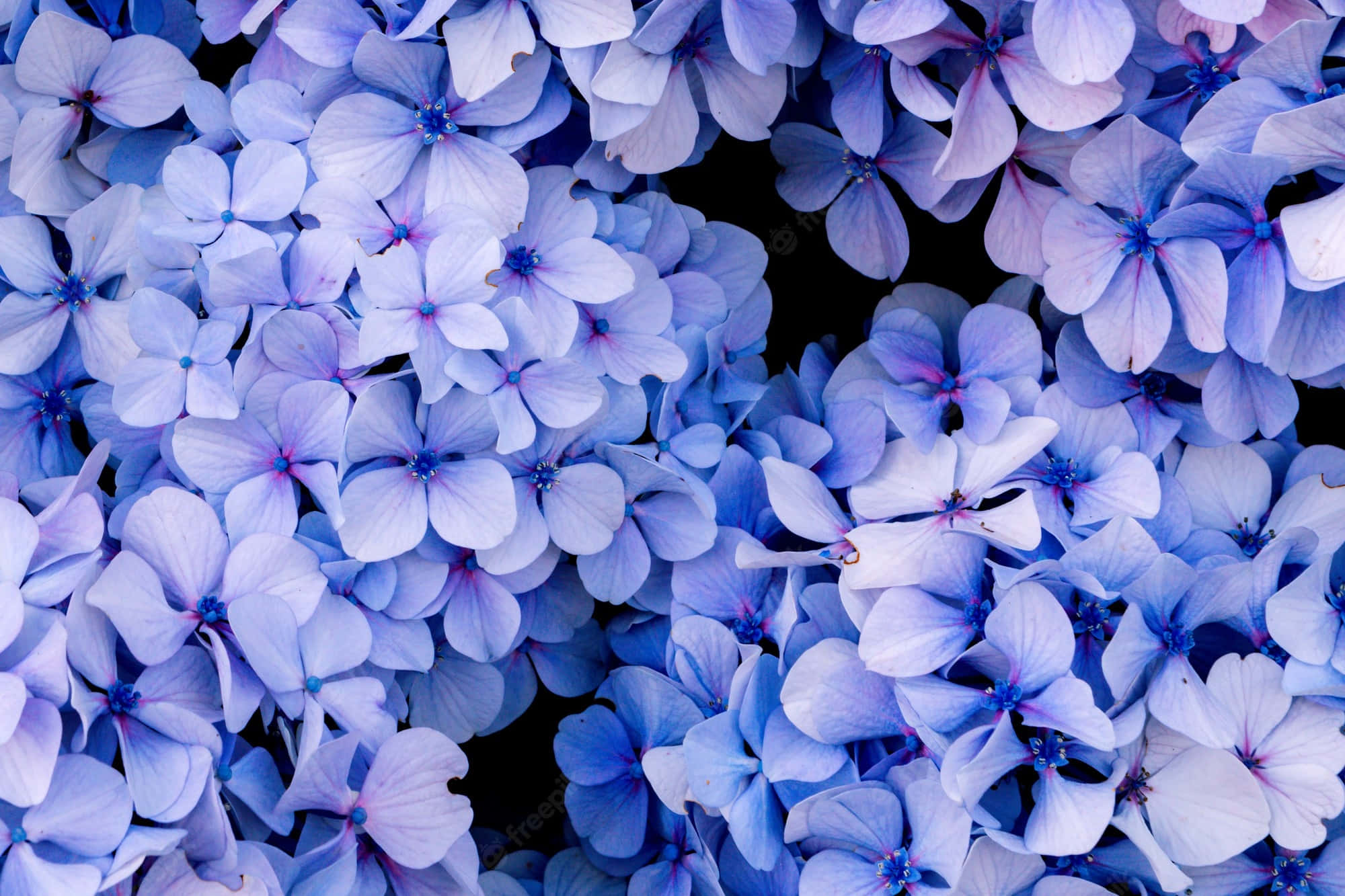 blue hydrangea, light blue hydrangea blossoms, dark centers, Full HD Desktop Wallpaper