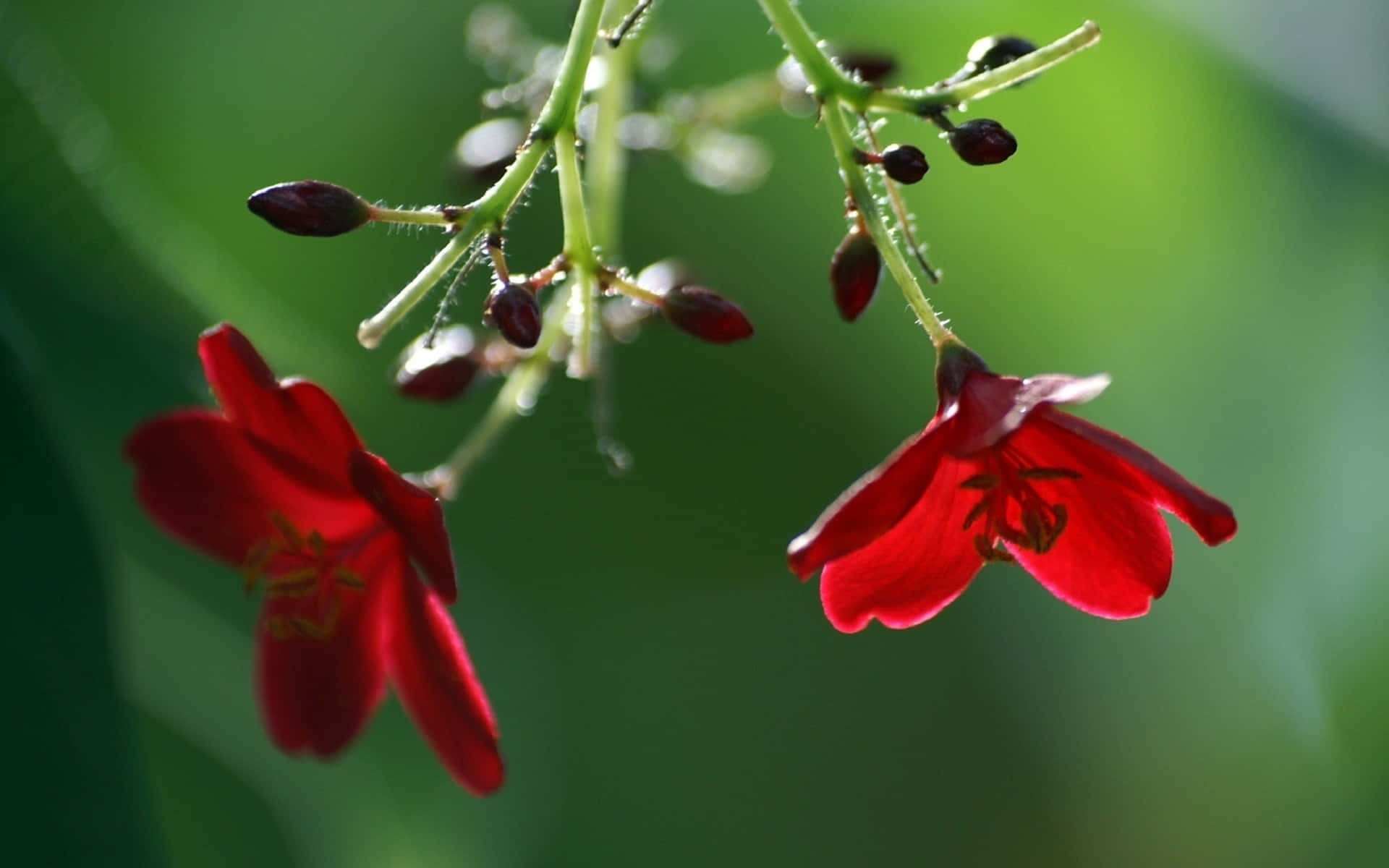 Nature Flower, vibrant red flowers, green stem, Full HD Desktop Wallpaper