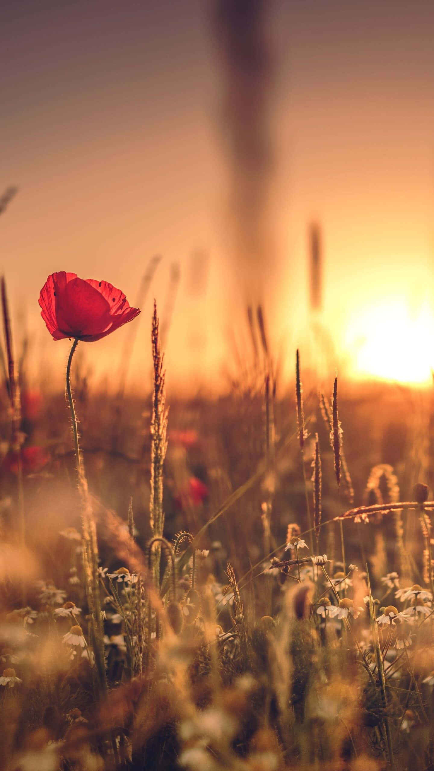 red poppy, golden field, sunset, 2K Phone Wallpaper