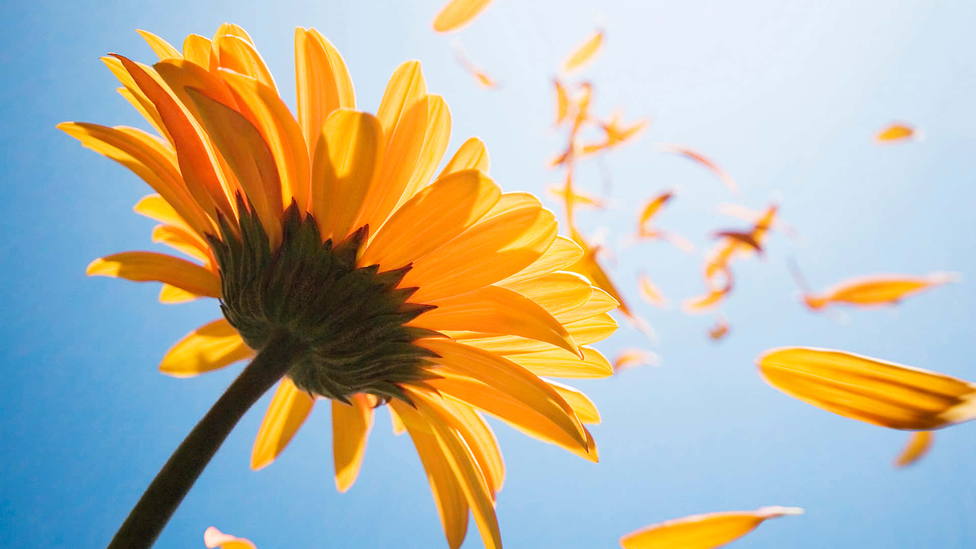 vibrant orange daisy, clear blue sky, petals drift away, Full HD Desktop Wallpaper