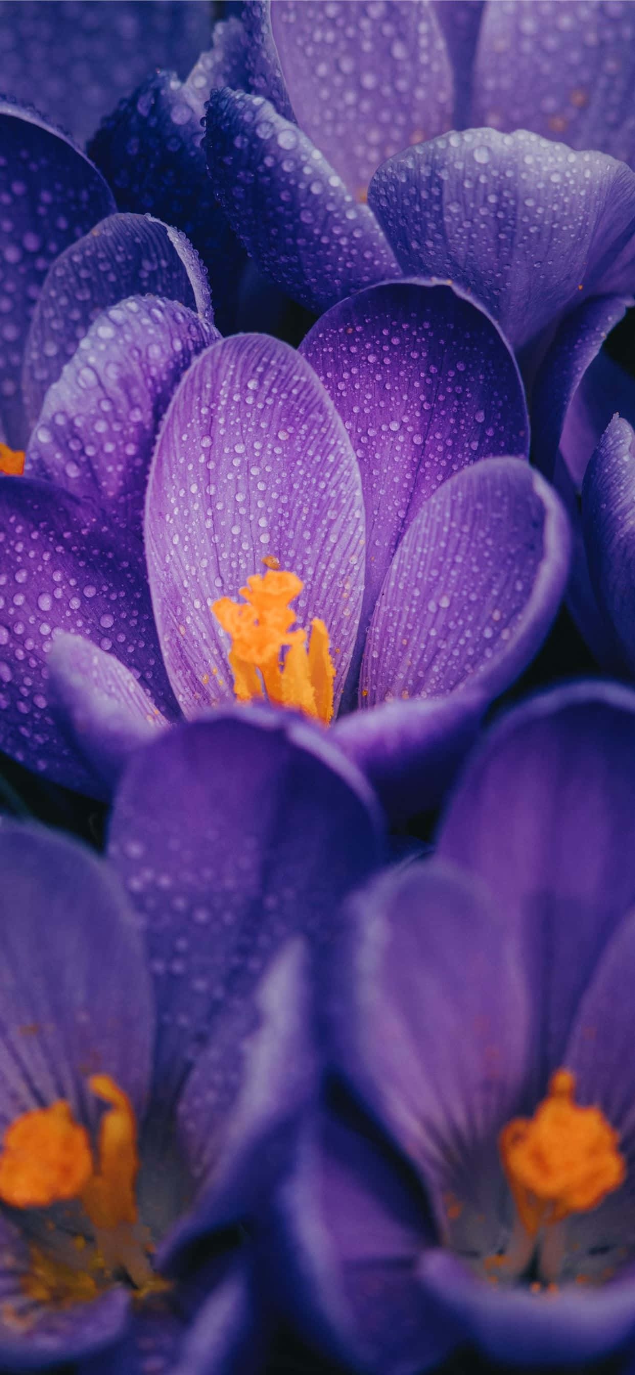 vibrant purple crocus flowers, dew drops, bright orange centers, 2K Phone Wallpaper