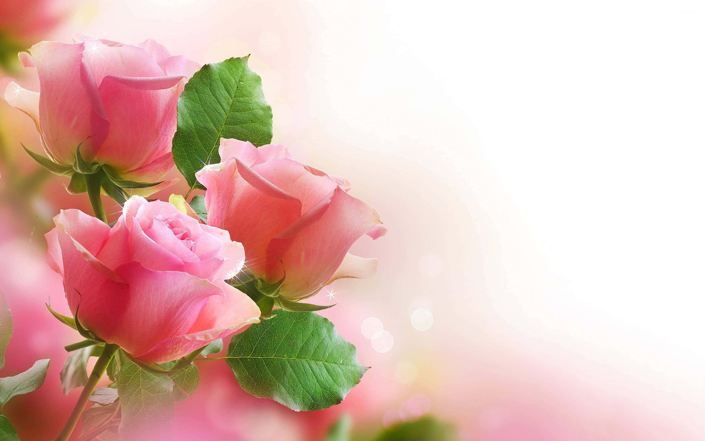pink roses, green leaves, pastel background, 2K Desktop Wallpaper