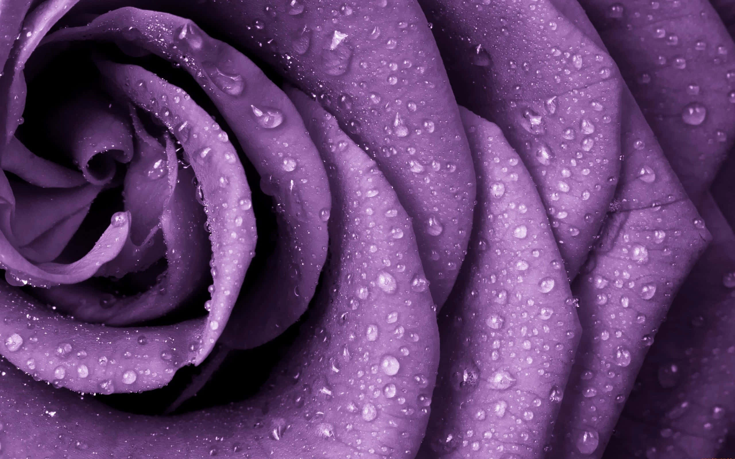 close up rose flower, deep purple rose, glistening water droplets, 2K Desktop Wallpaper