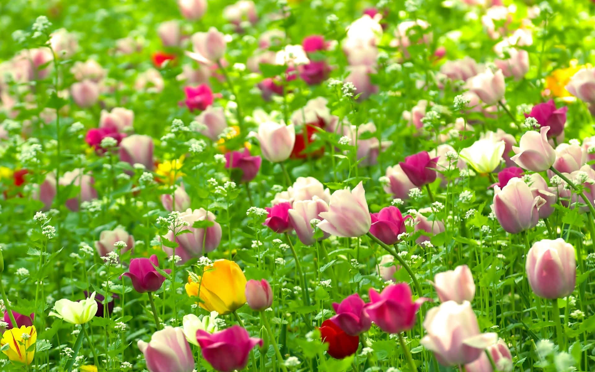 pink magenta tulips, yellow tulips, lush green grass, Full HD Desktop Wallpaper