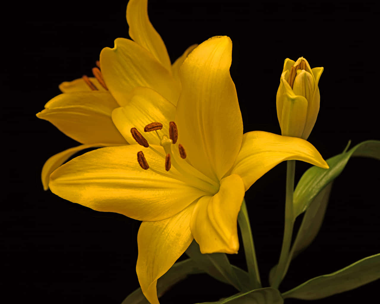 lily flowers, yellow petals, budding flower, HD Desktop Wallpaper