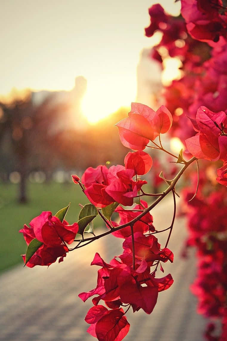 Red Nature Flower, bougainvillea, golden sunset, SD Phone Wallpaper