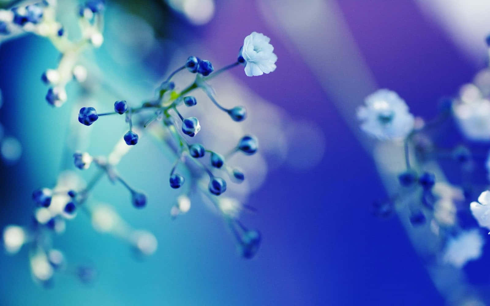 baby's-breath, white petals, blue flowers, HD Desktop Wallpaper