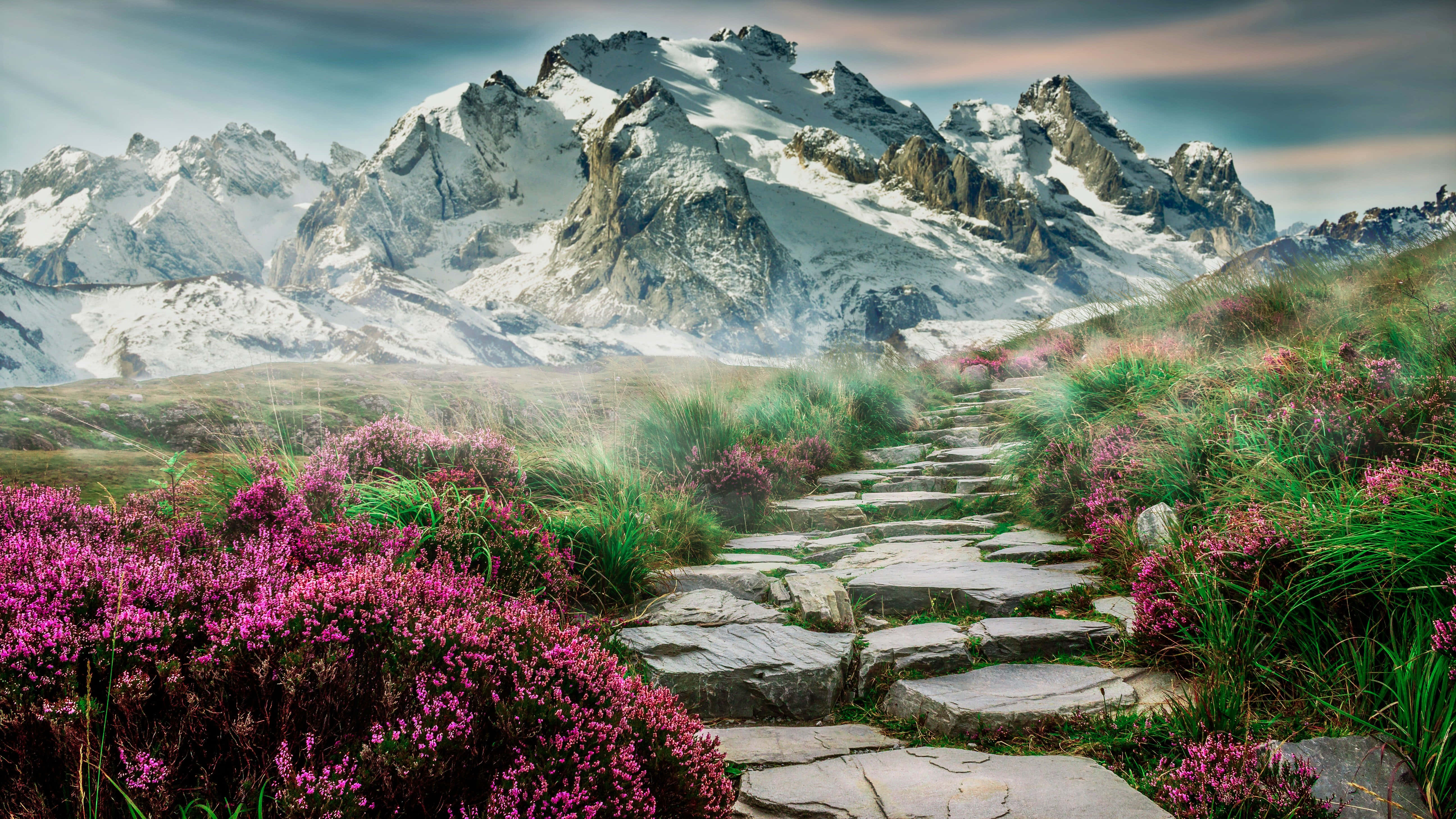 vibrant purple heather, snow-capped mountains, soft twilight sky, 5K Desktop Wallpaper