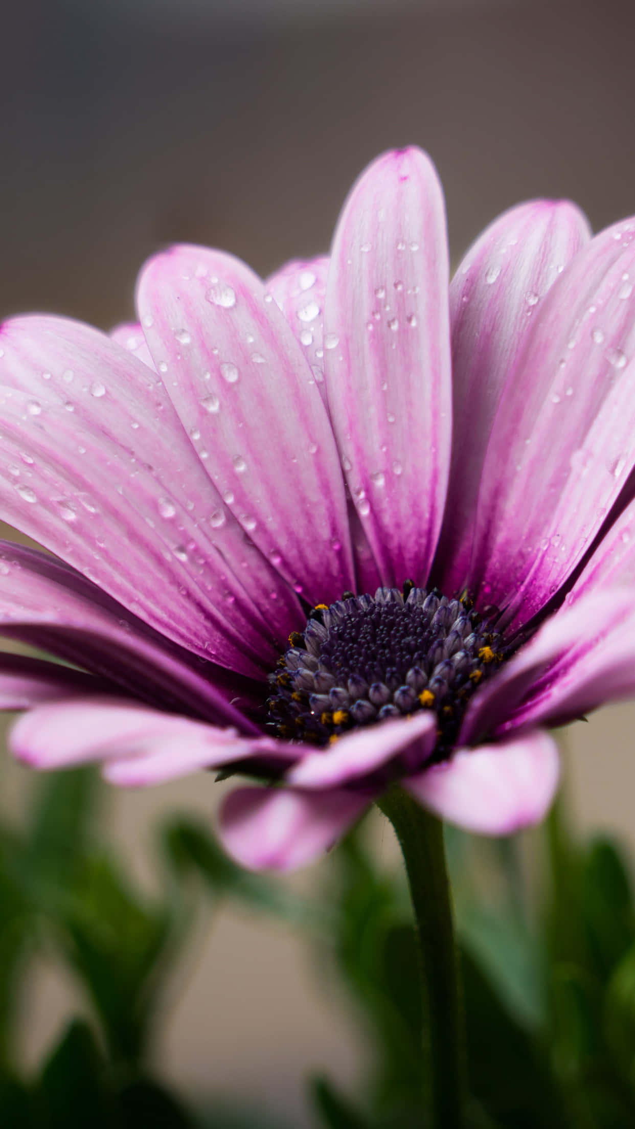 flower, nature, light purple petals, Full HD Phone Wallpaper