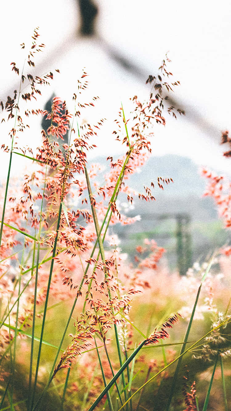 flowers nature red small petals, tall pink grasses, soft sunlight, HD Phone Wallpaper