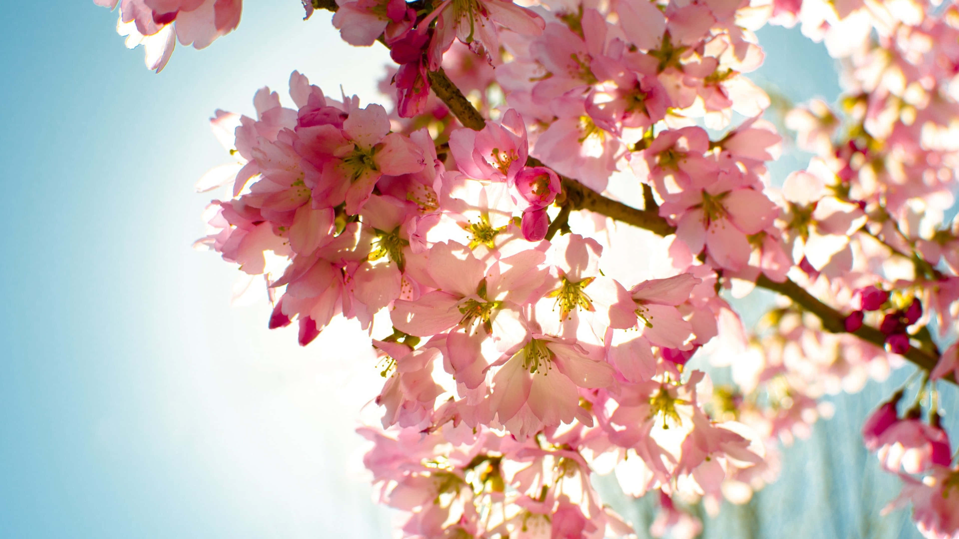 pink cherry blossoms, clear blue sky, sunlight, 4K Desktop Wallpaper
