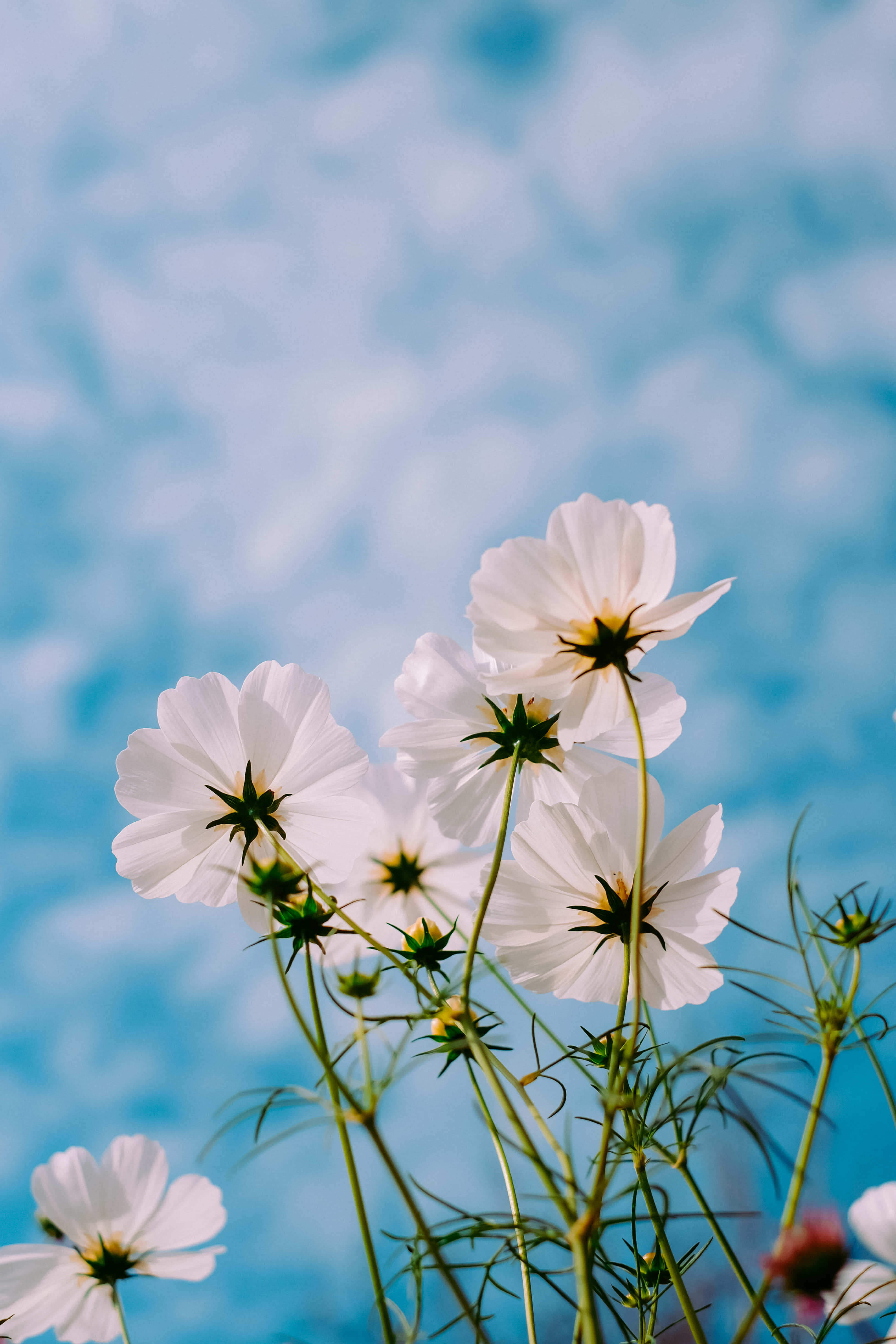 white cosmos flowers, soft blue sky, gentle bokeh background, 4K Phone Wallpaper
