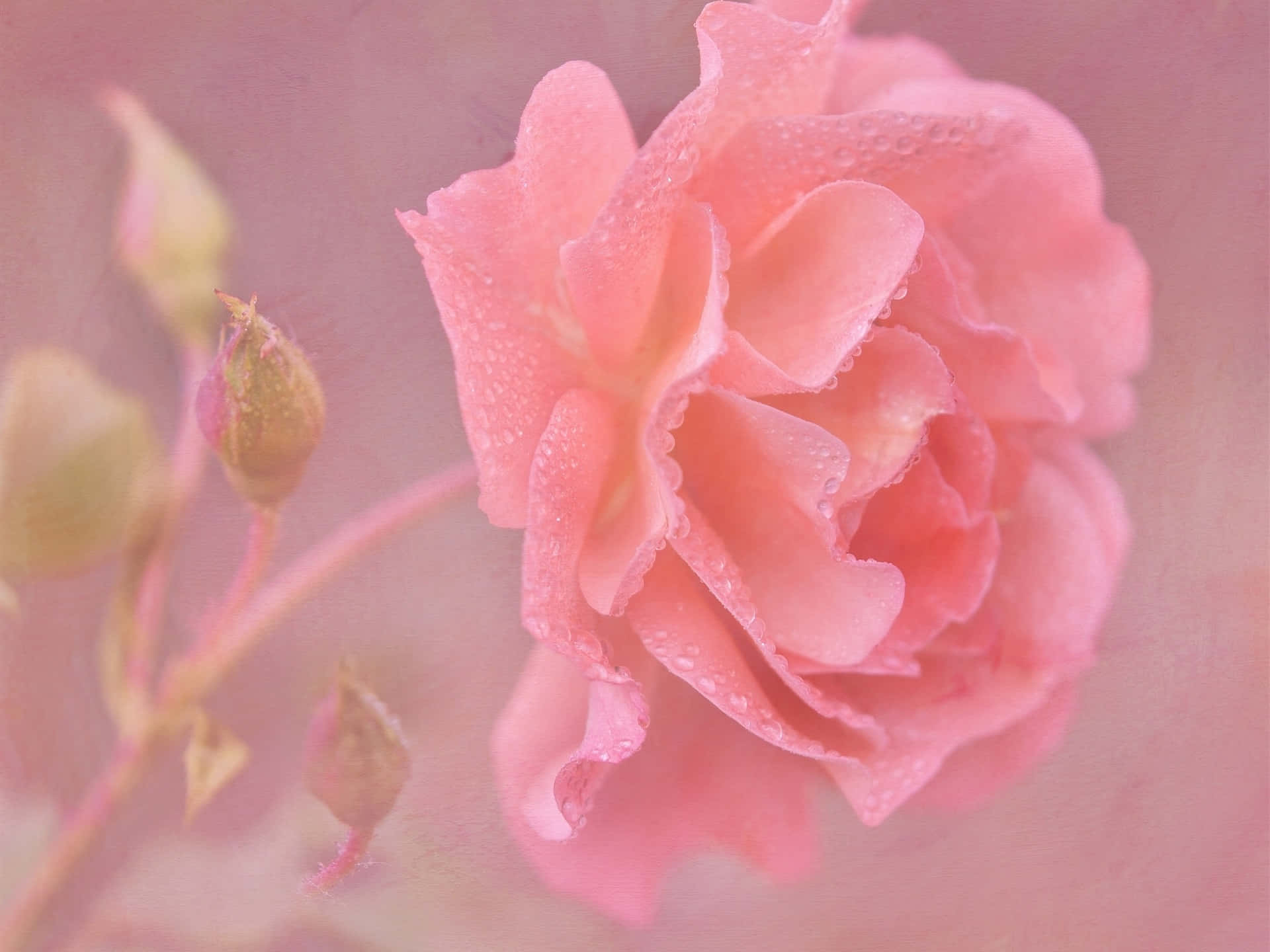 pink rose, dewdrops, hazy pastel background, Full HD Desktop Wallpaper