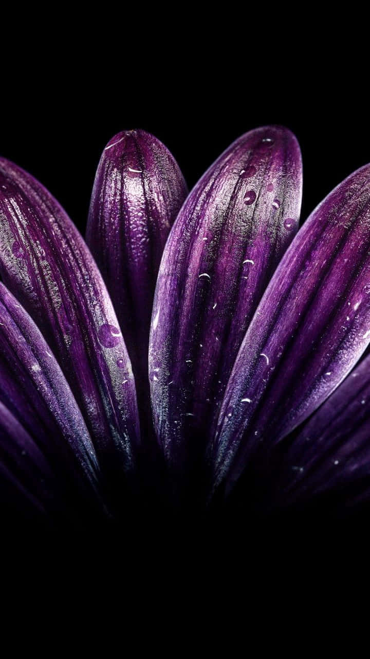close up purple flower stripes, deep purple flower petals, dewdrops, HD Phone Wallpaper