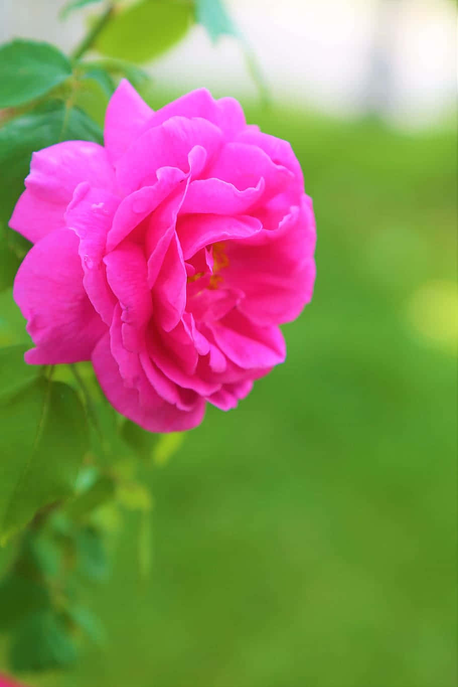 vivid pink rose, lush green garden, soft focus, HD Phone Wallpaper