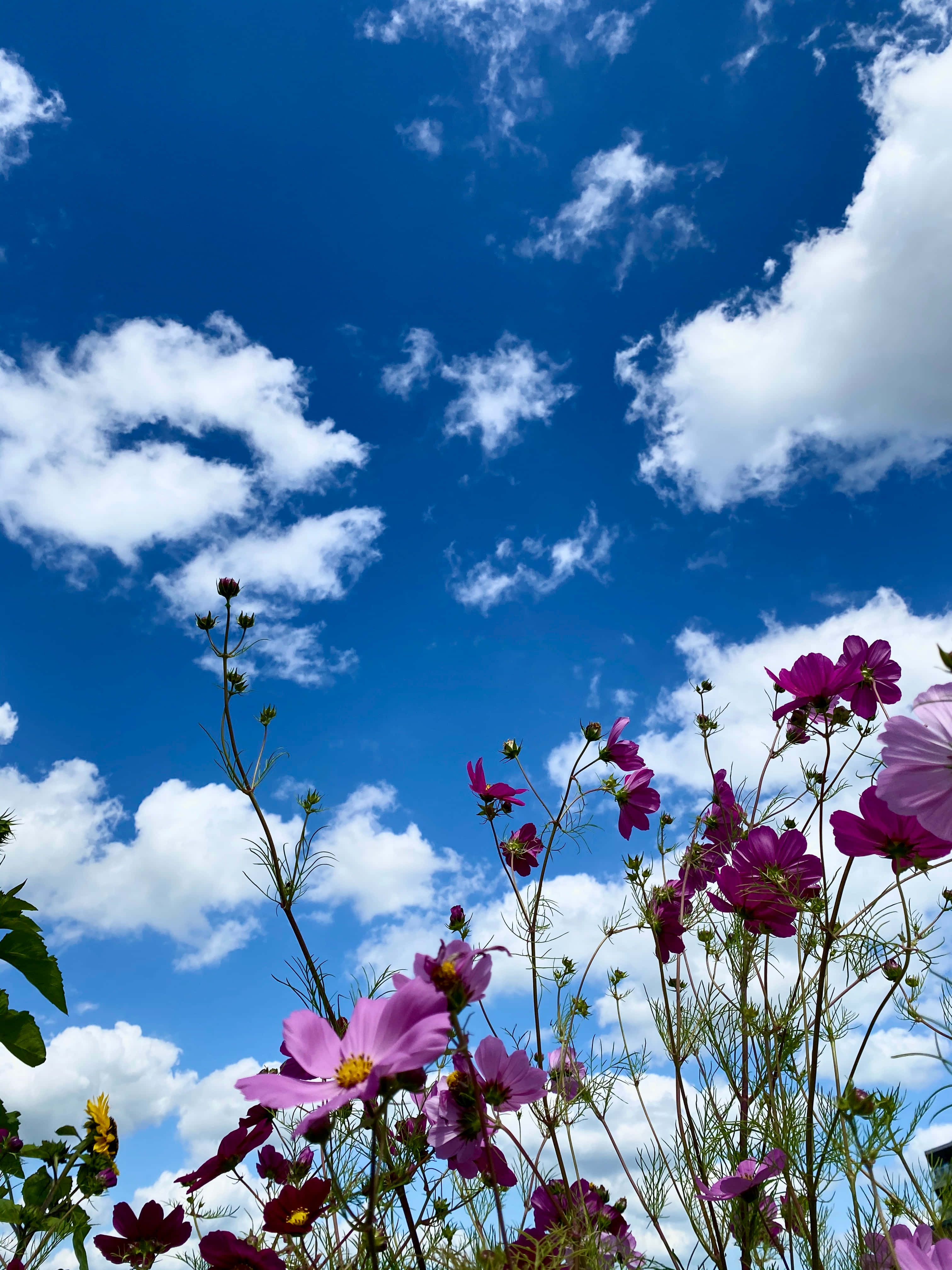 vivid blue sky, fluffy white clouds, vibrant purple cosmos flowers, 4K Phone Wallpaper