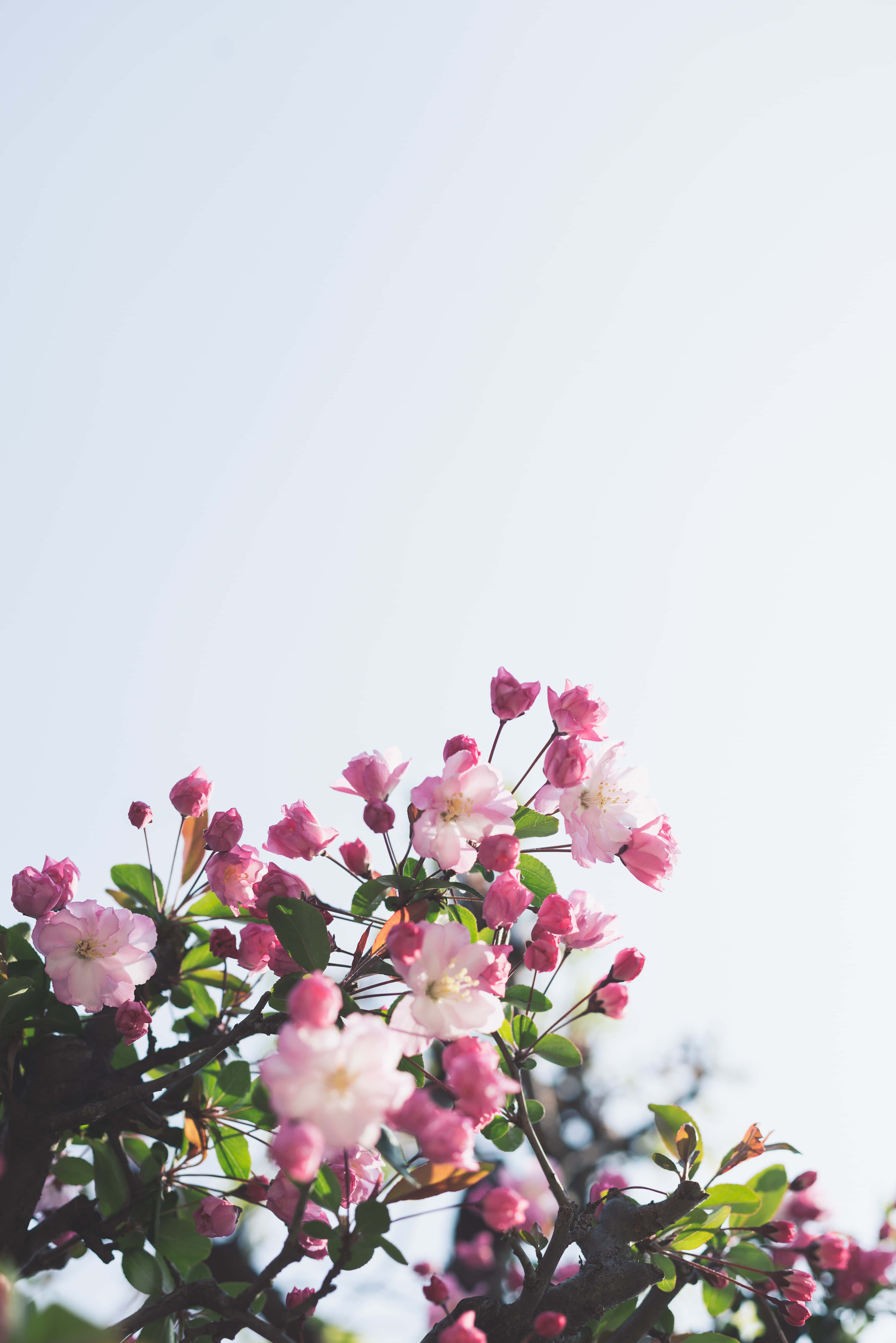 pink cherry blossoms, soft pale blue sky, serene spring scene, 5K Phone Wallpaper
