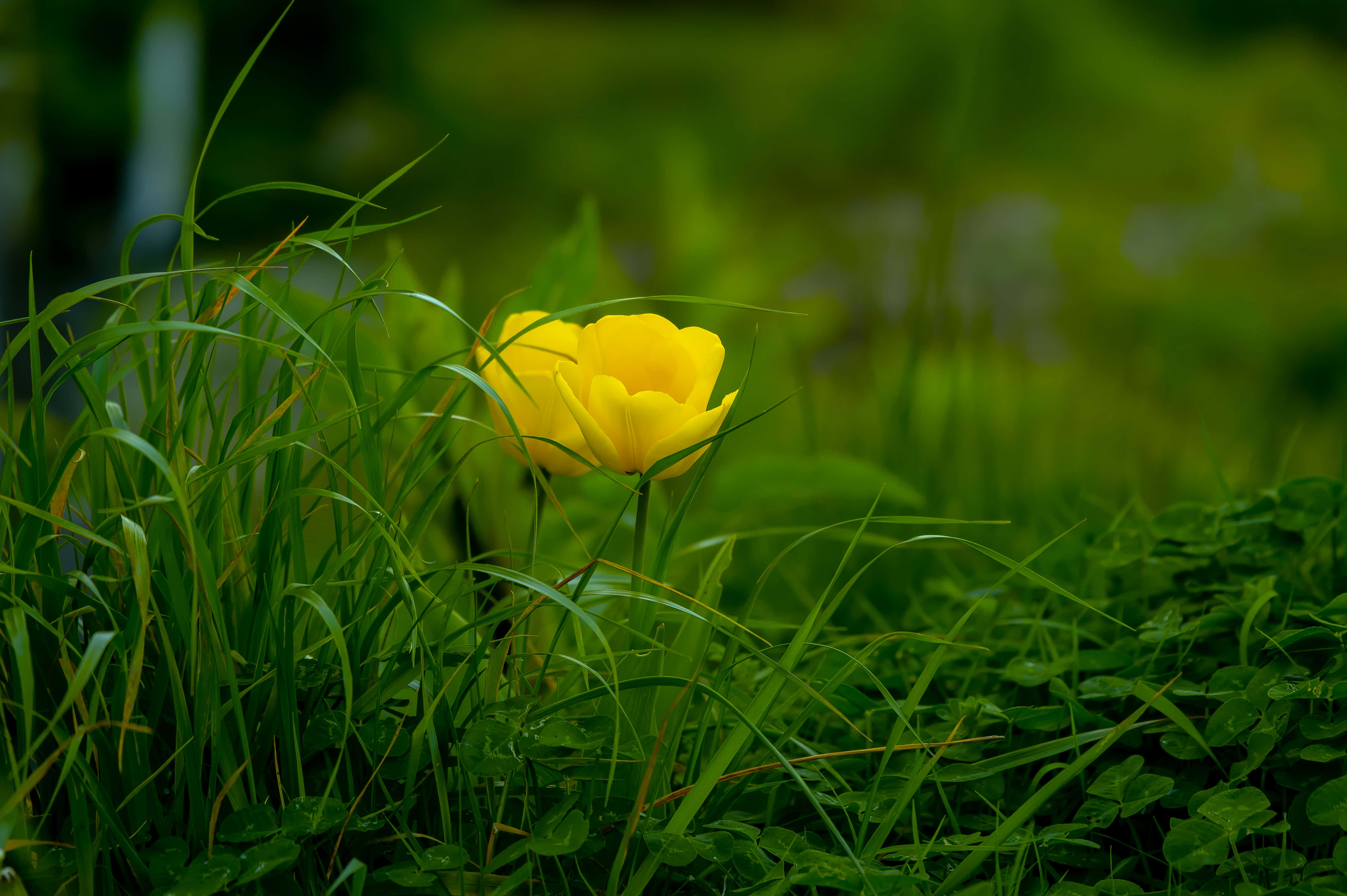 bright yellow tulip, lush green grass, clover, 4K Desktop Wallpaper
