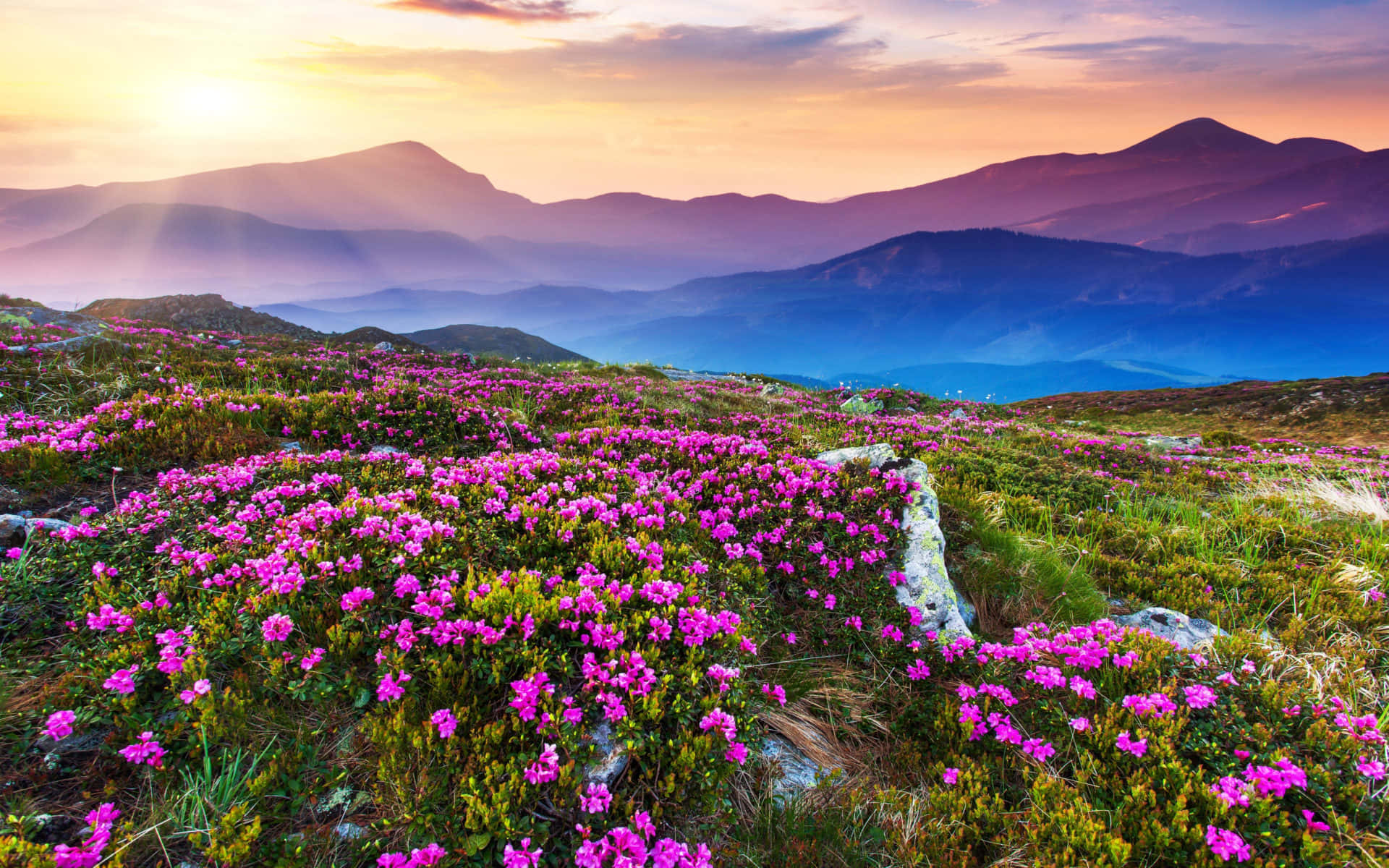 magenta flowers, mountain ridge, sunrise, Full HD Desktop Wallpaper