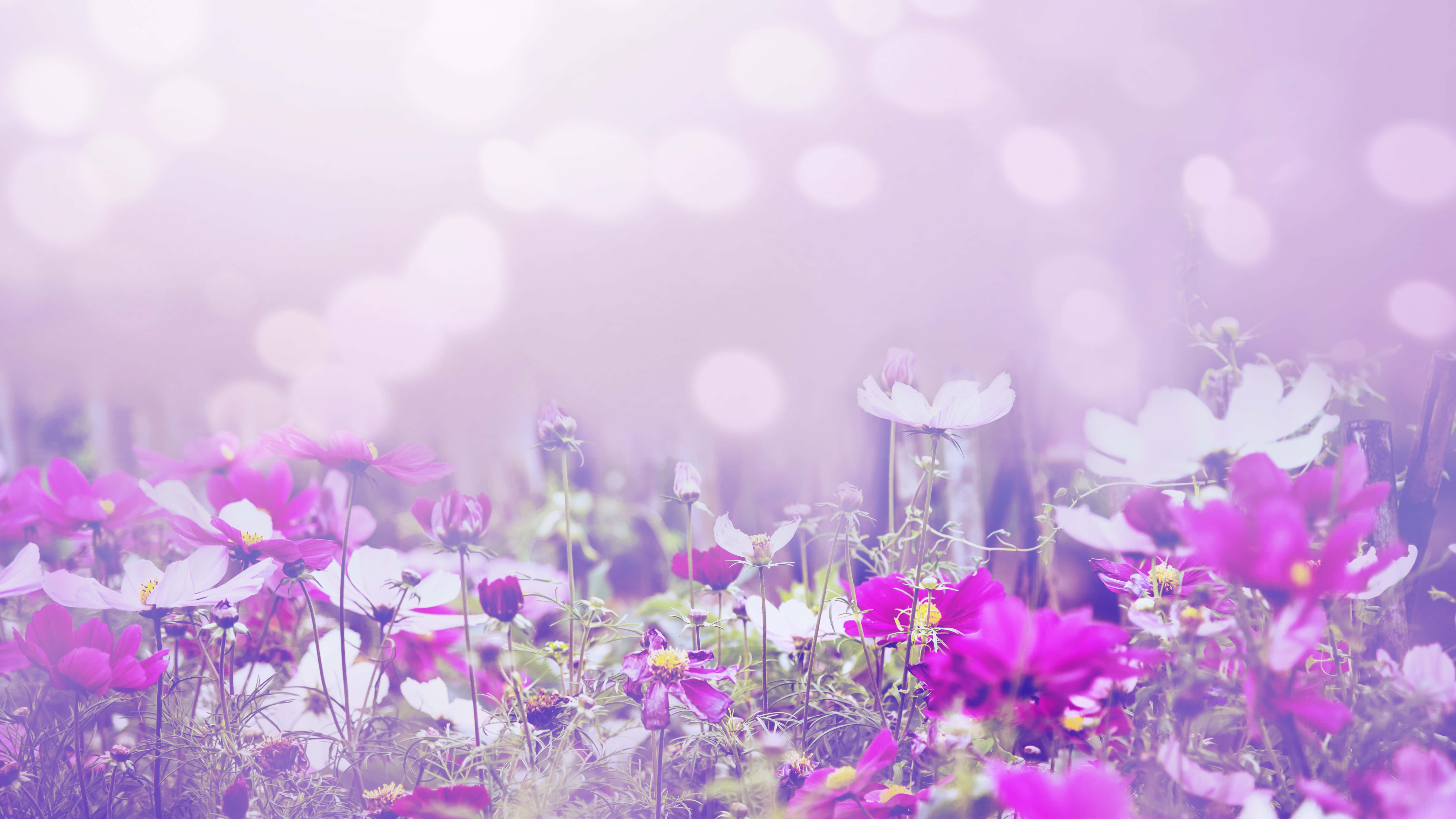 cosmos flowers, soft purple, pink, 5K Desktop Wallpaper