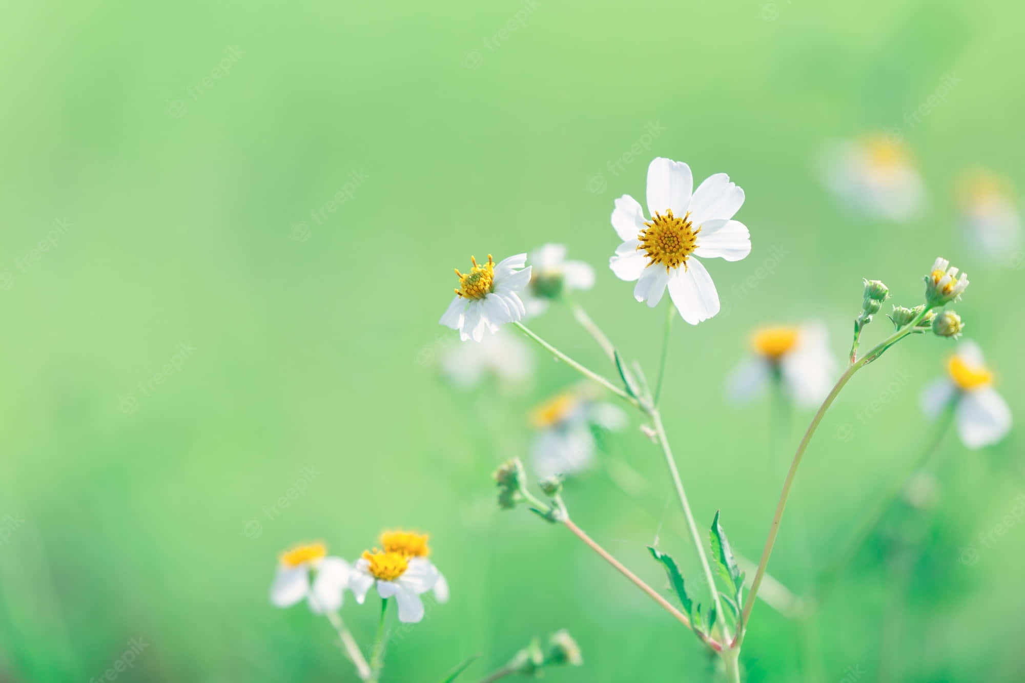 Daisies, white flowers, yellow centers, Full HD Desktop Wallpaper