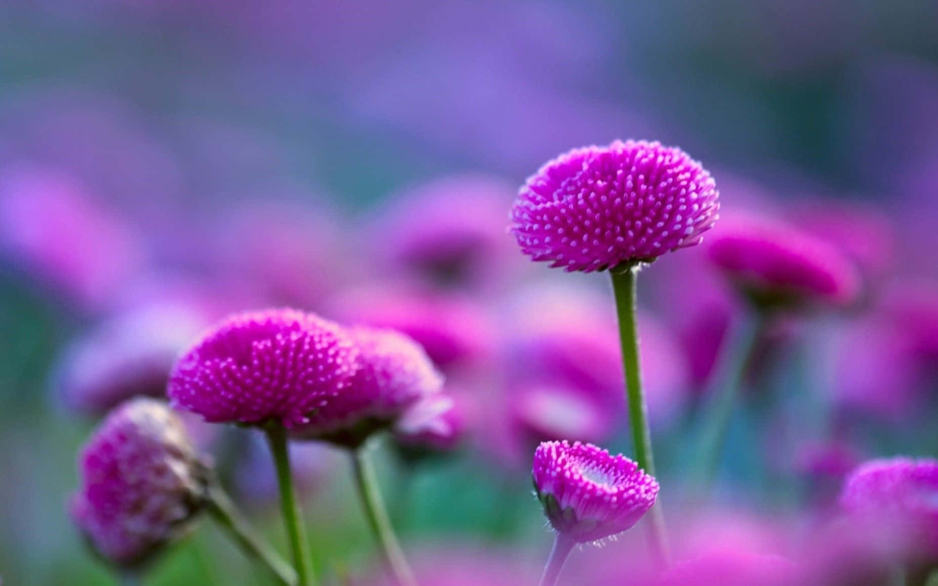 pink globe amaranth, vibrant pink, dreamy purple and green background, HD Desktop Wallpaper