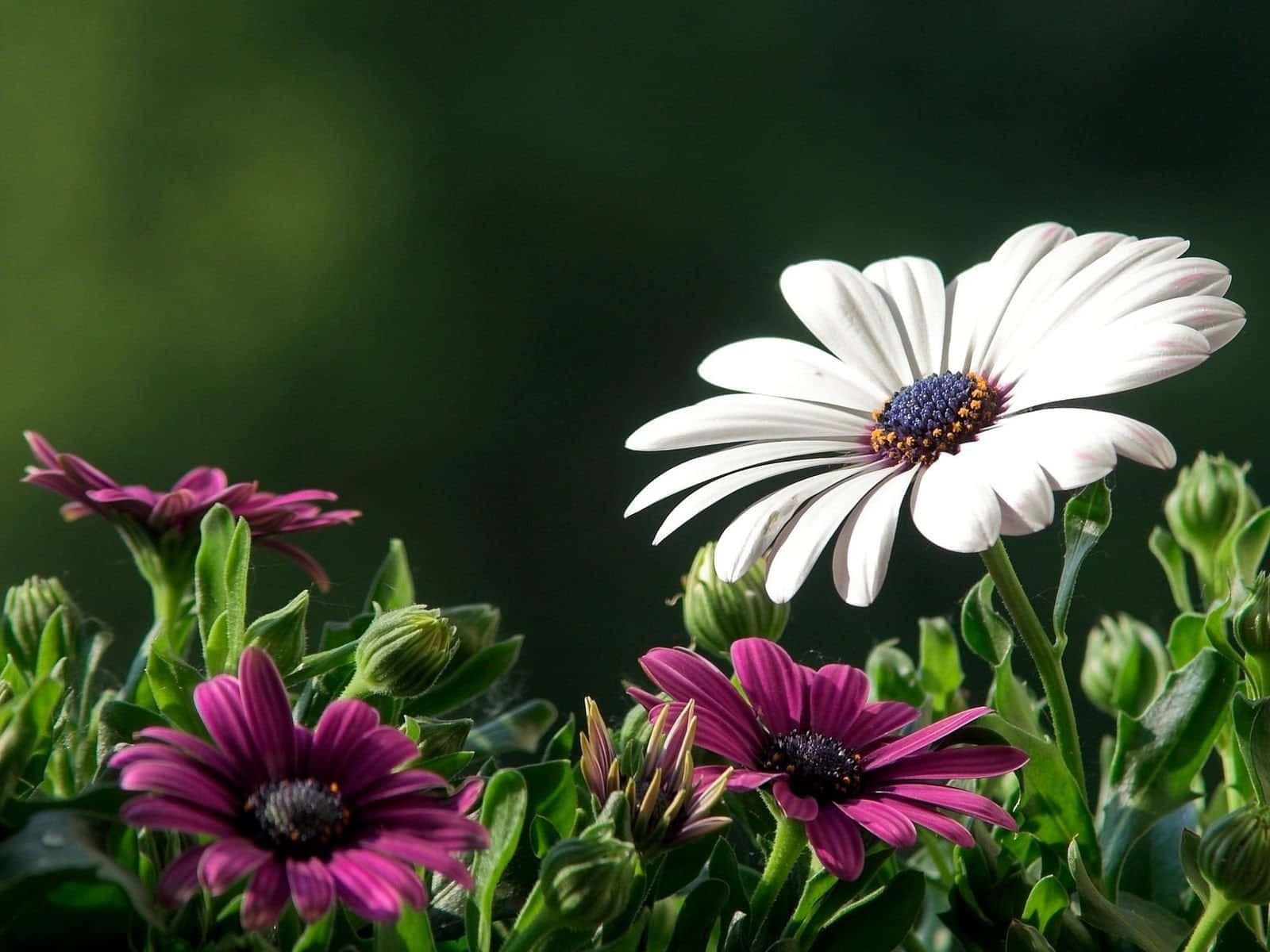 white daisy, purple petals, green buds, HD Desktop Wallpaper