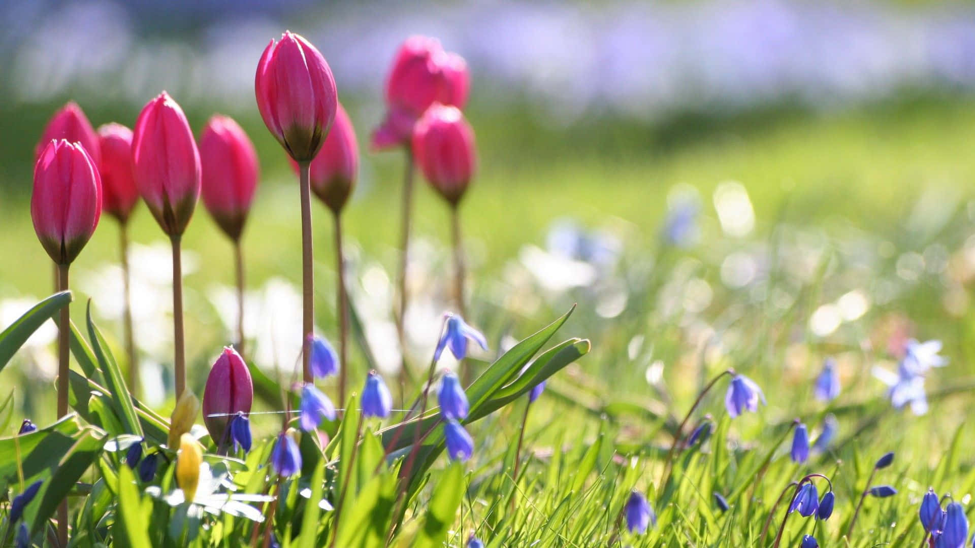 pink tulip buds, blue snowdrops, sunlit green grass, Full HD Desktop Wallpaper