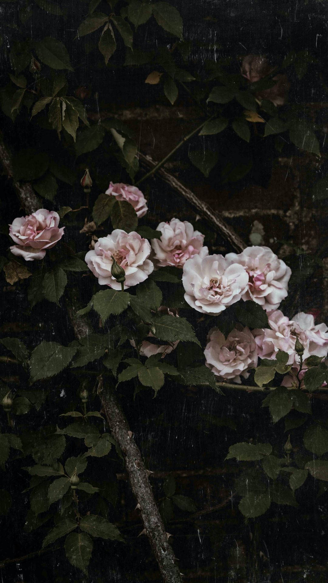 pink roses, dark textured wall, soft rain, Full HD Phone Wallpaper