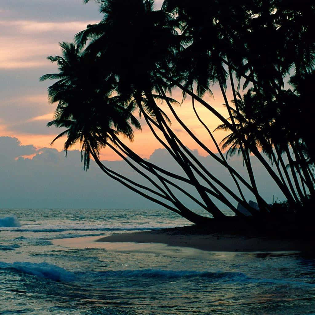 iPad, palm trees, tranquil beach, SD Desktop Wallpaper