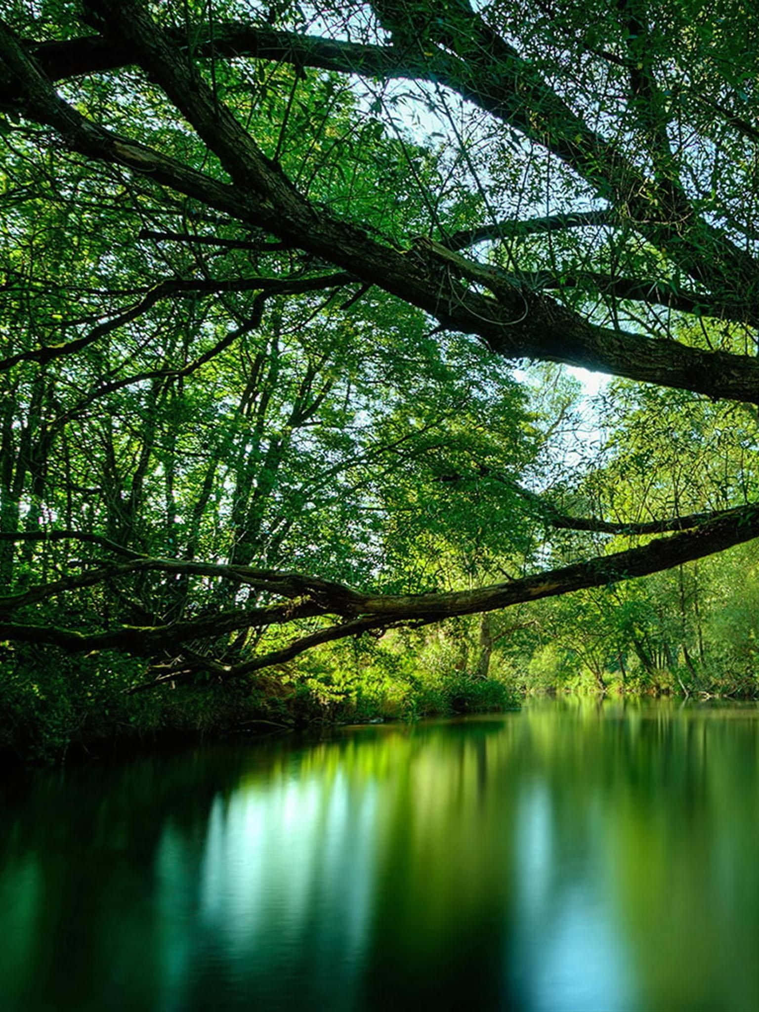 river, trees, greenery, Full HD Phone Wallpaper