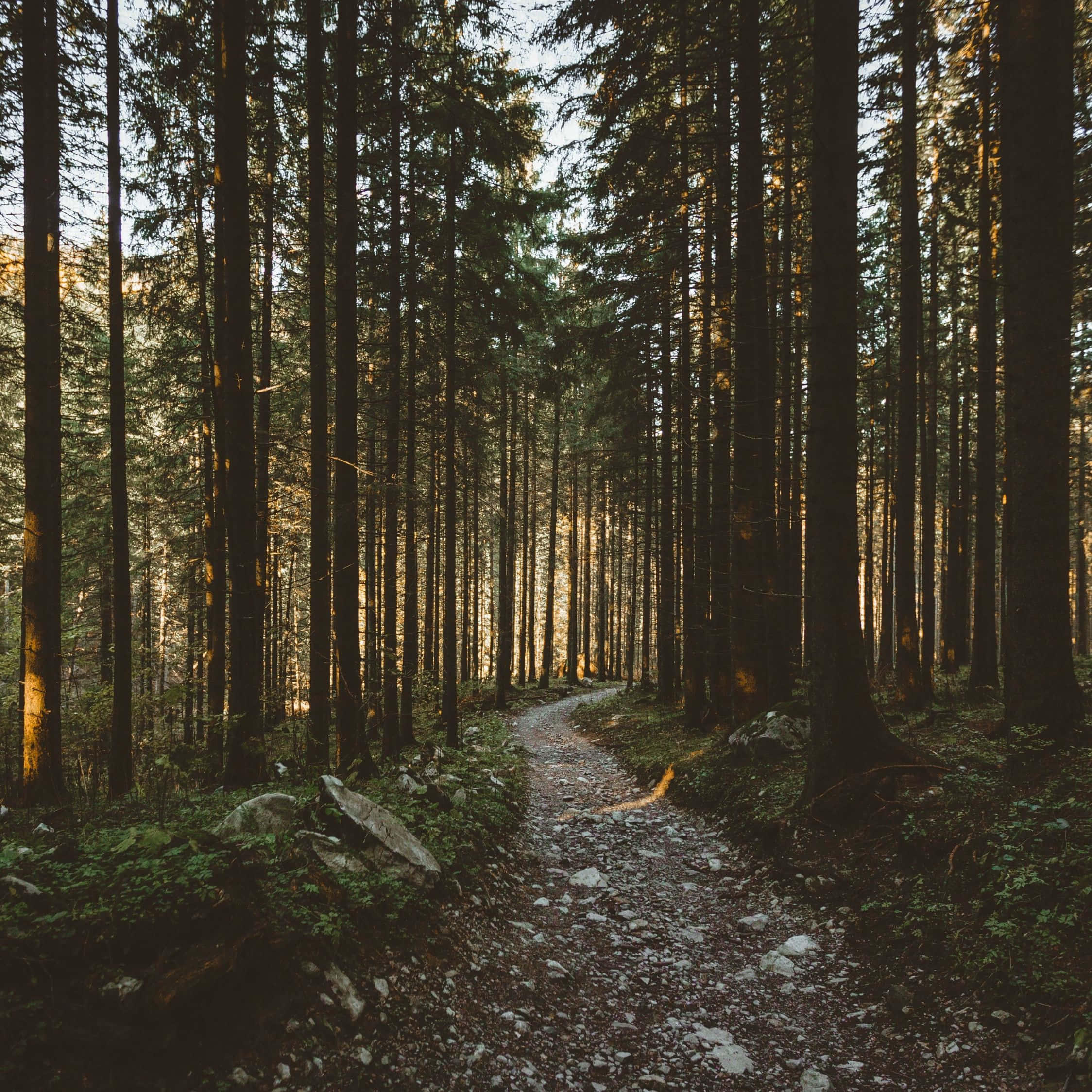 iPad, forest trail, golden sunlight, Full HD Desktop Wallpaper