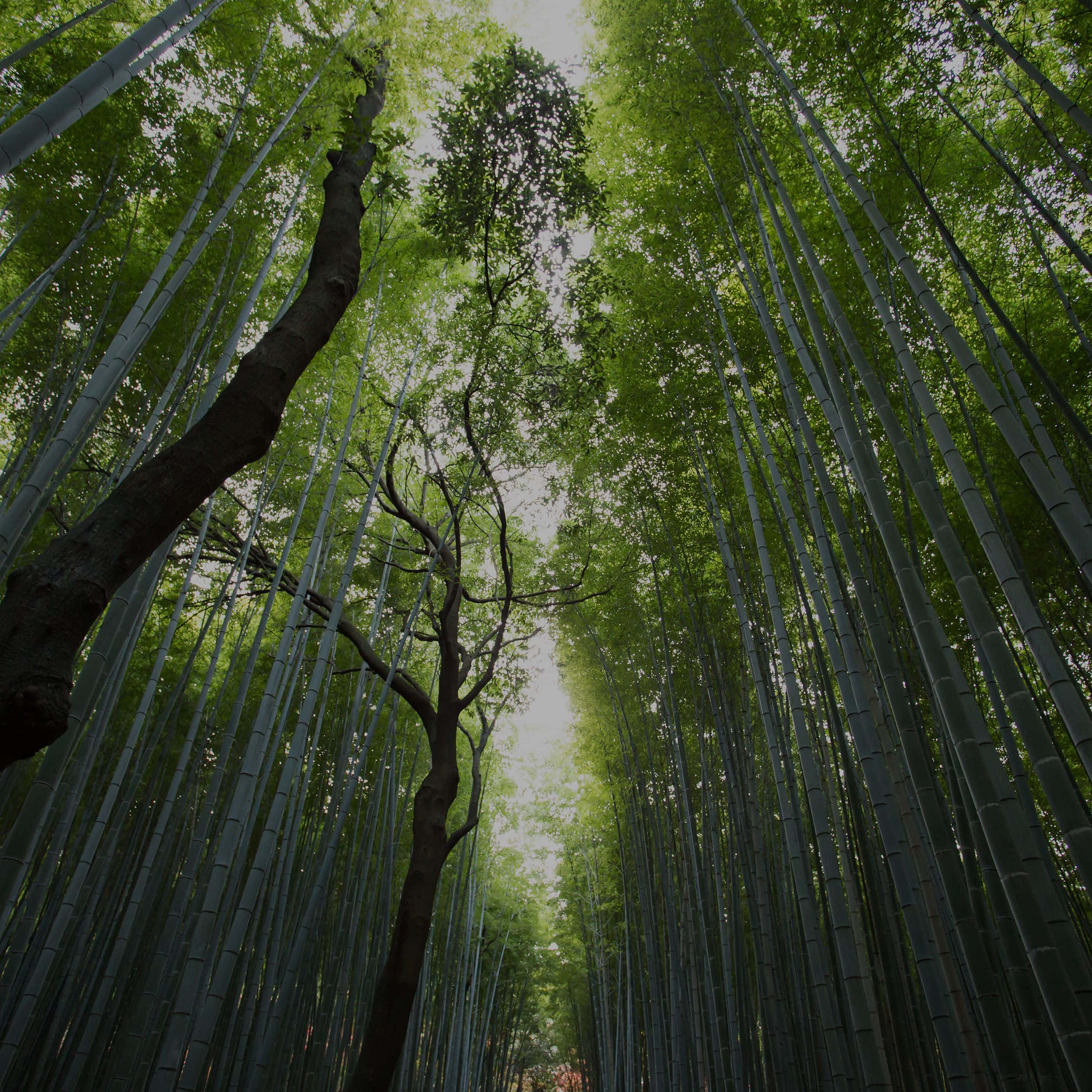 lush green forestry, towering bamboo stalks, cathedral-like canopy, Full HD Desktop Wallpaper