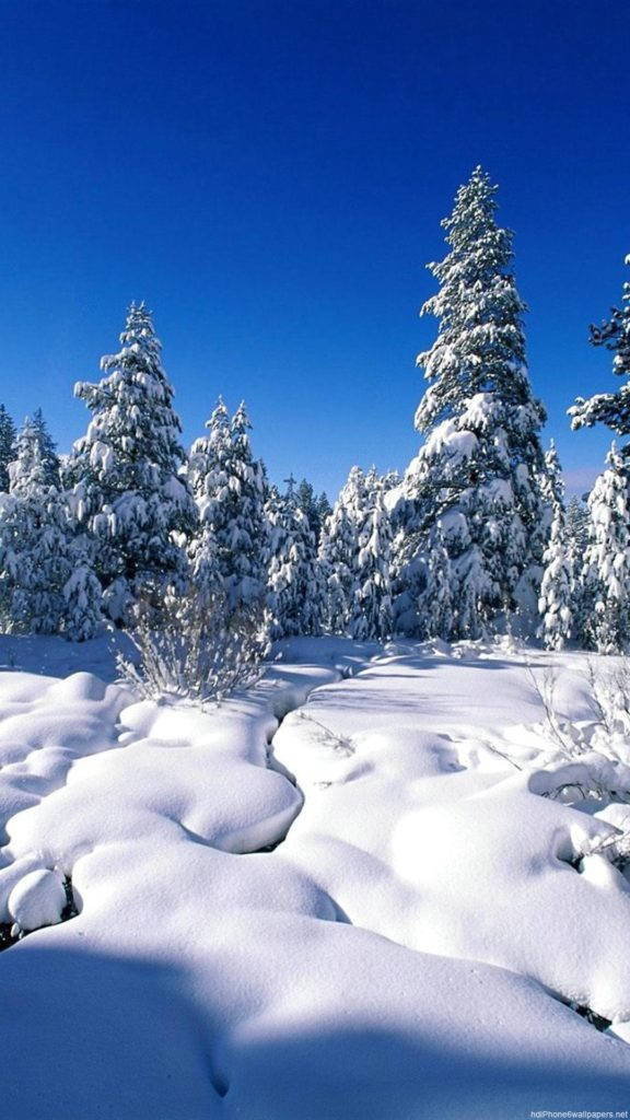 Snow Forest, evergreen trees, clear blue sky, SD Phone Wallpaper