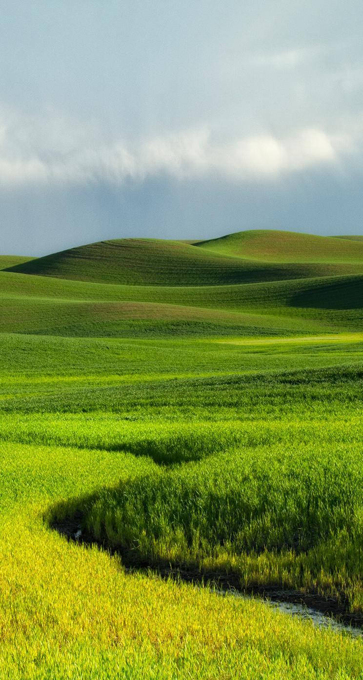 green field, blue sky, cloudy sky, HD Phone Wallpaper