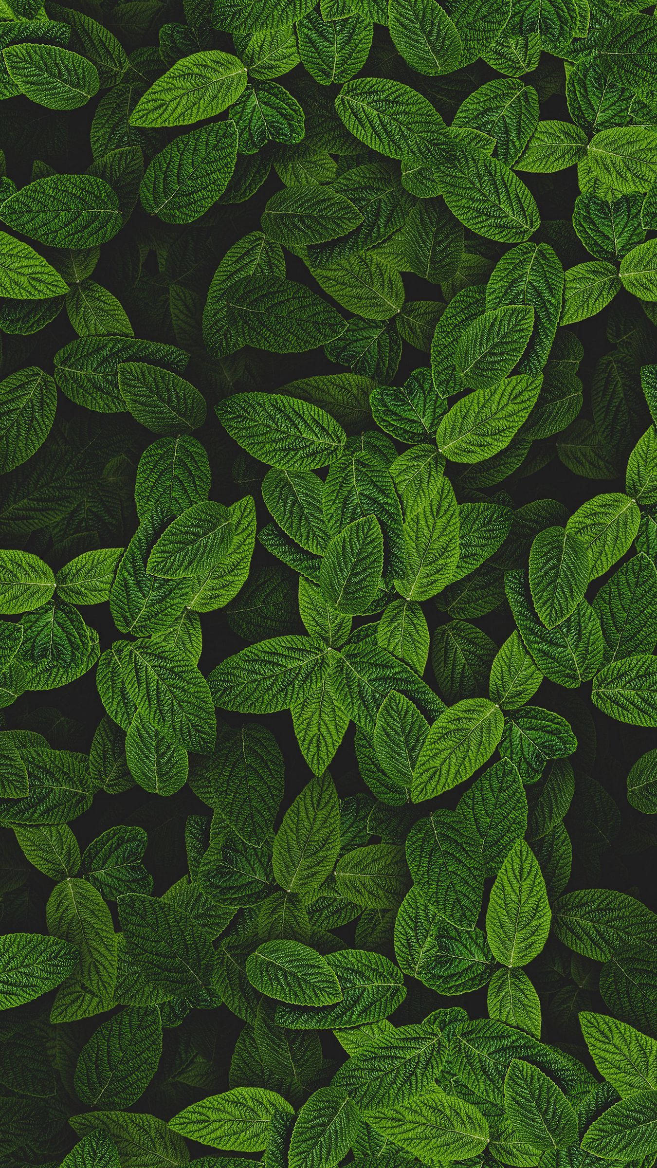 Peppermint Mint Plant, vibrant green leaves, intricate veins, Full HD Phone Wallpaper