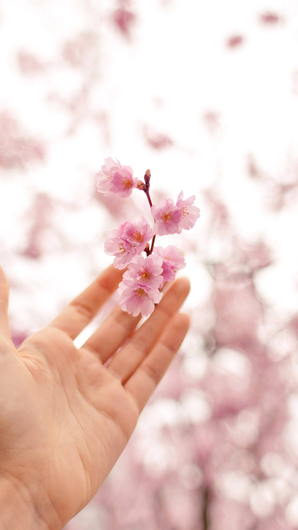 pink cherry blossoms, delicate branch, soft blurred floral background, Full HD Phone Wallpaper