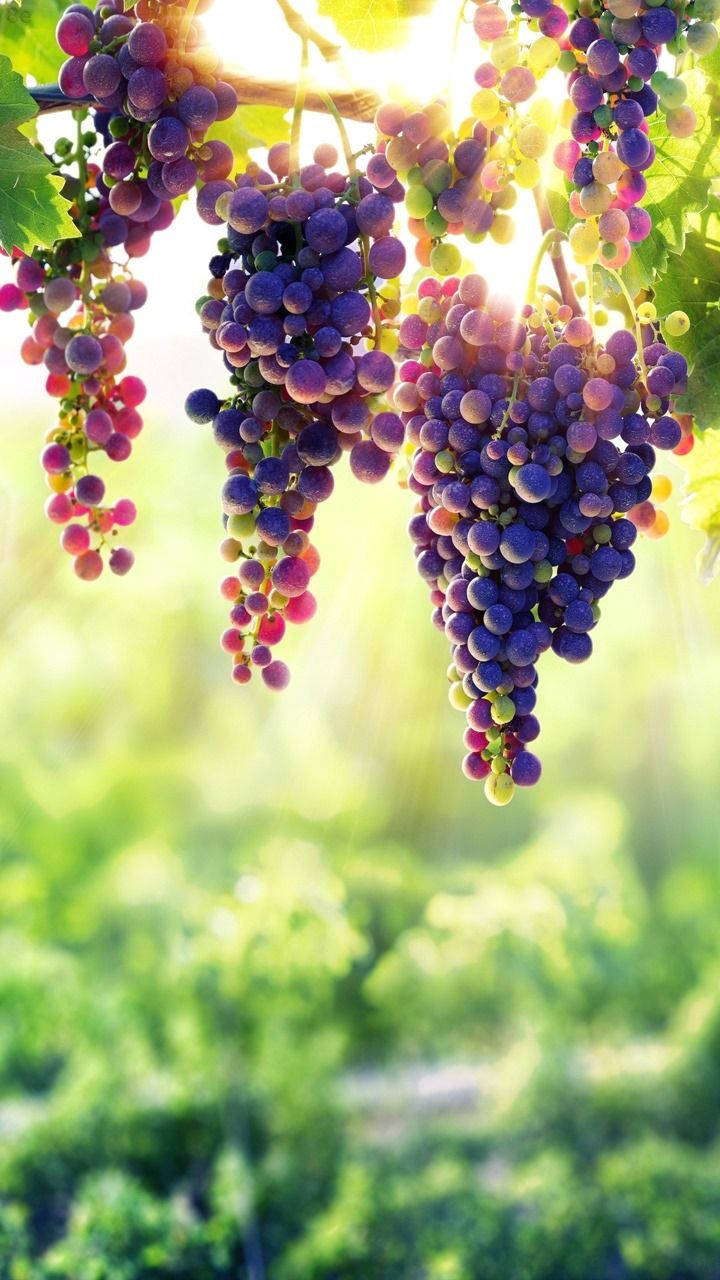 8K iPhone, hanging grapes, sunlight glimmers, HD Phone Wallpaper