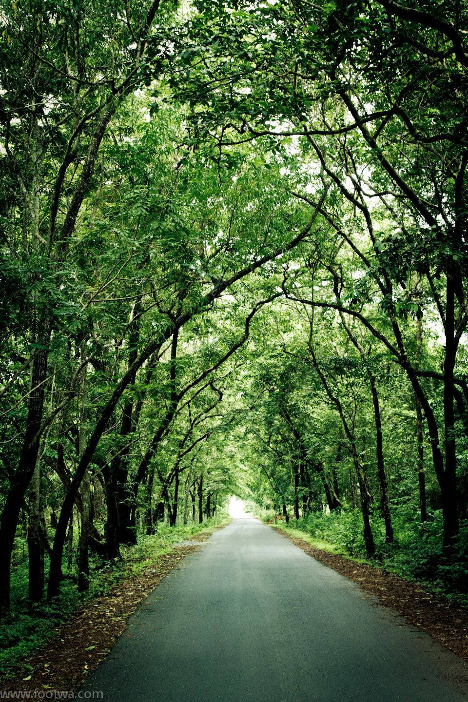 winding asphalt road, dense green forest canopy, sunlight filtering through the leaves, HD Phone Wallpaper