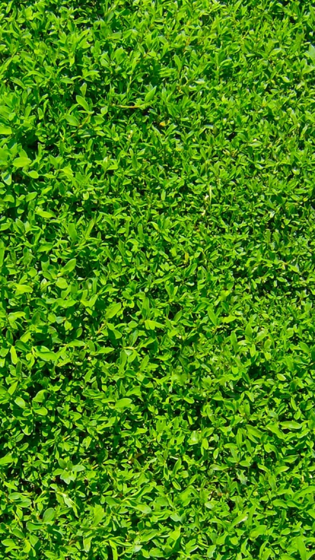 Green Grass, vibrant green leaves, bright sunlight, Full HD Phone Wallpaper