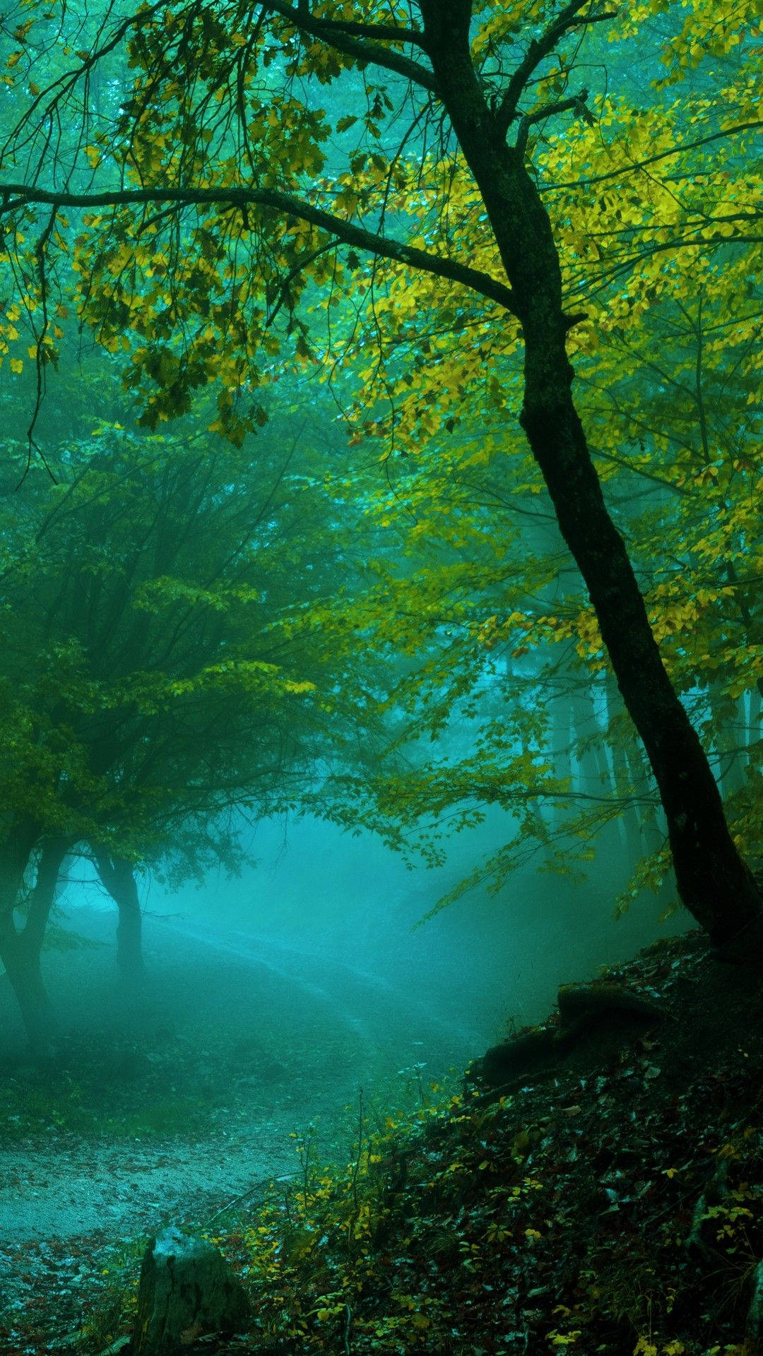 misty forest path, towering trees, glowing green and yellow leaves, Full HD Phone Wallpaper