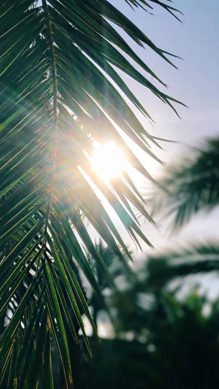 vibrant green palm fronds, soft blue sky, sunlight, SD Phone Wallpaper