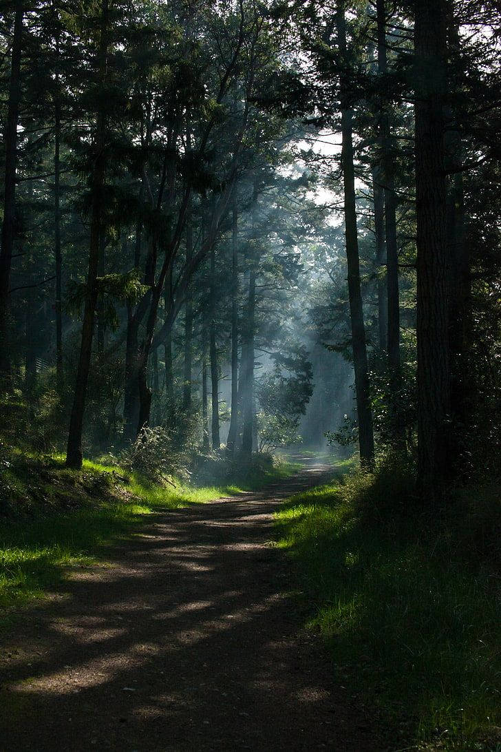 sunlight, tall pine trees, dappled shadows, SD Phone Wallpaper