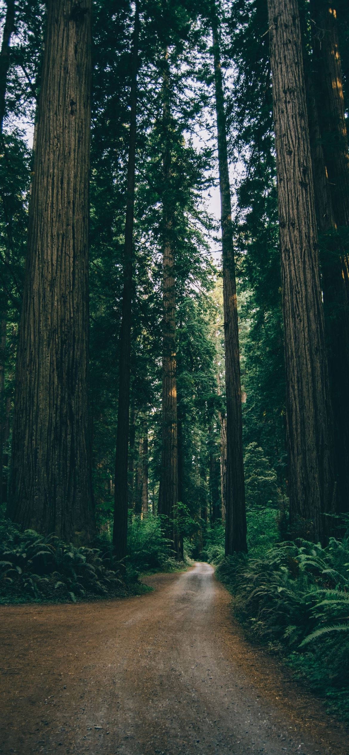 lush green forest, winding dirt path, towering redwood forest, Full HD Phone Wallpaper