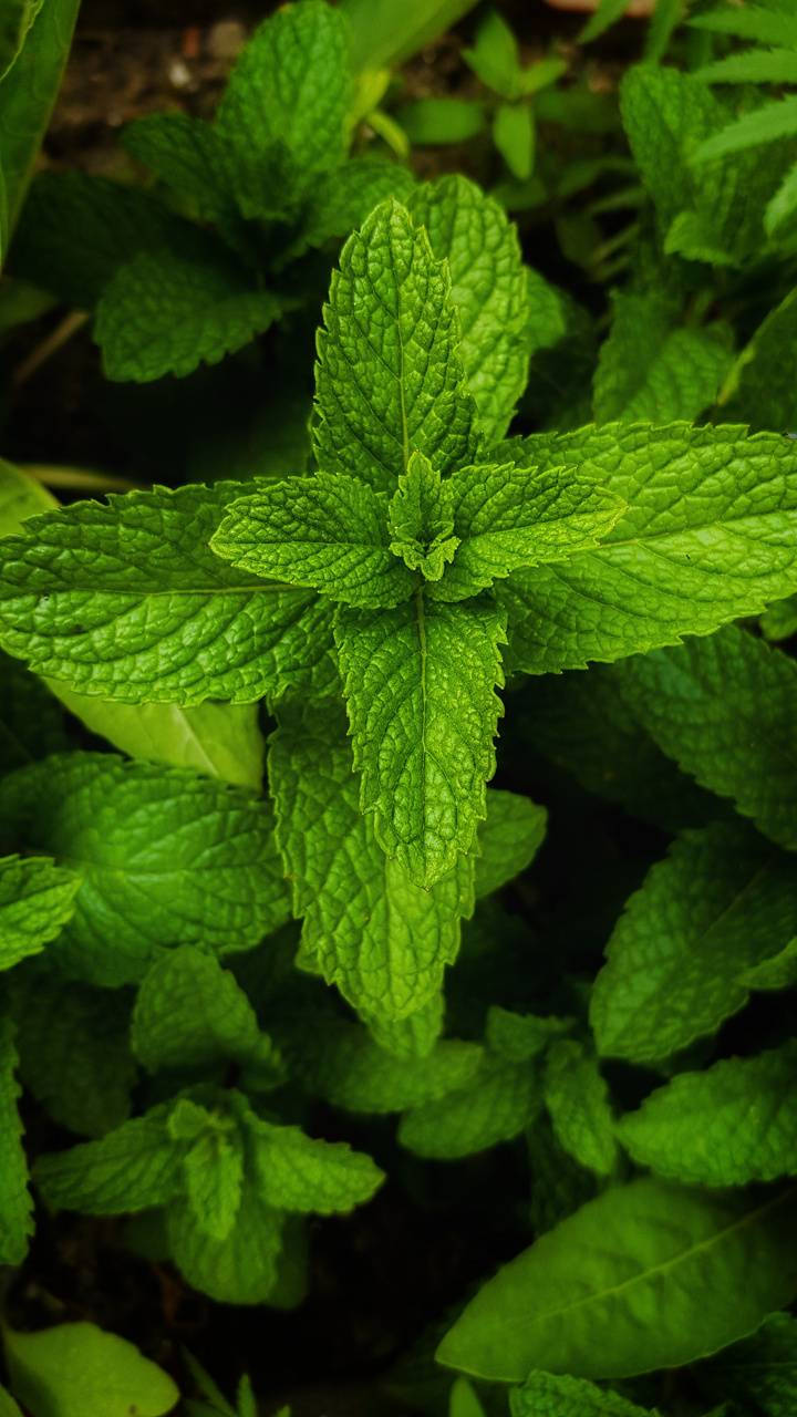 fragrant mint leaves, vibrant green, serrated edges, HD Phone Wallpaper