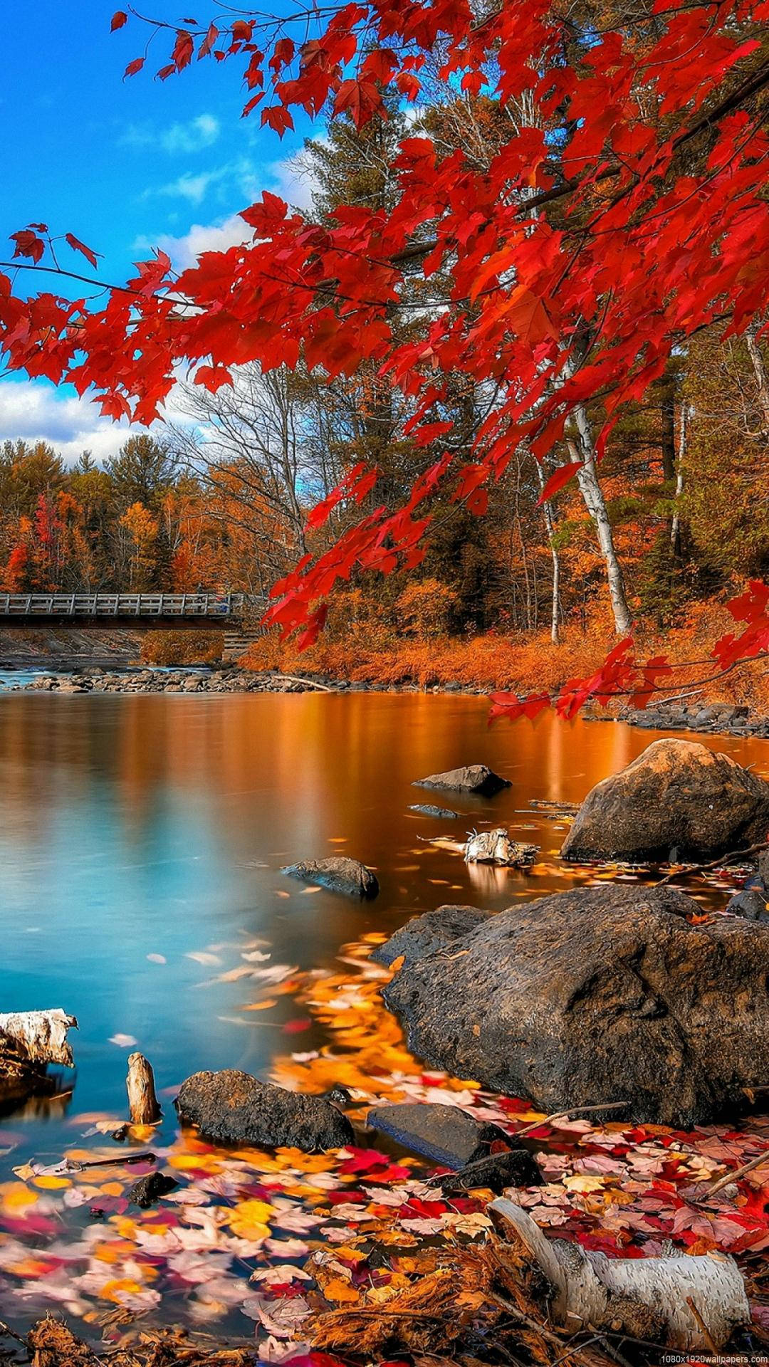 red maple leaves, autumn lake, orange foliage, Full HD Phone Wallpaper