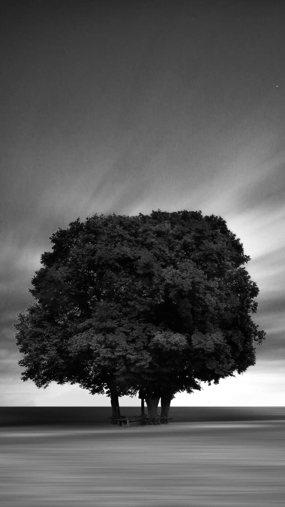 monochrome tree, thick leaves, dramatic monochrome sky, Full HD Phone Wallpaper