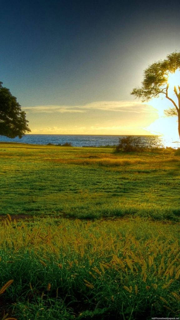 Sunset, grassy field, ocean, SD Phone Wallpaper