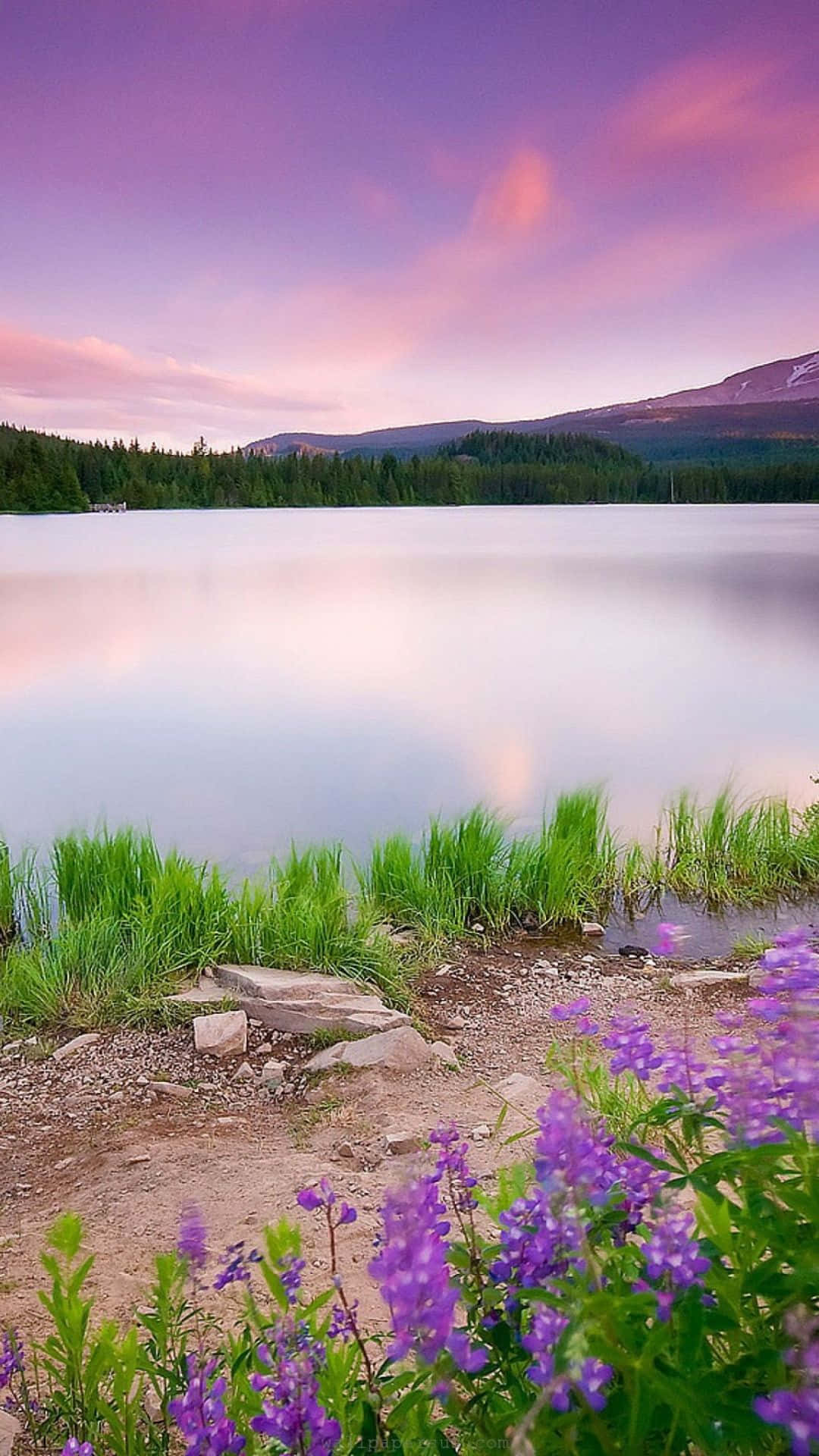 purple lupine flowers, lakeshore, pink purple sky, Full HD Phone Wallpaper