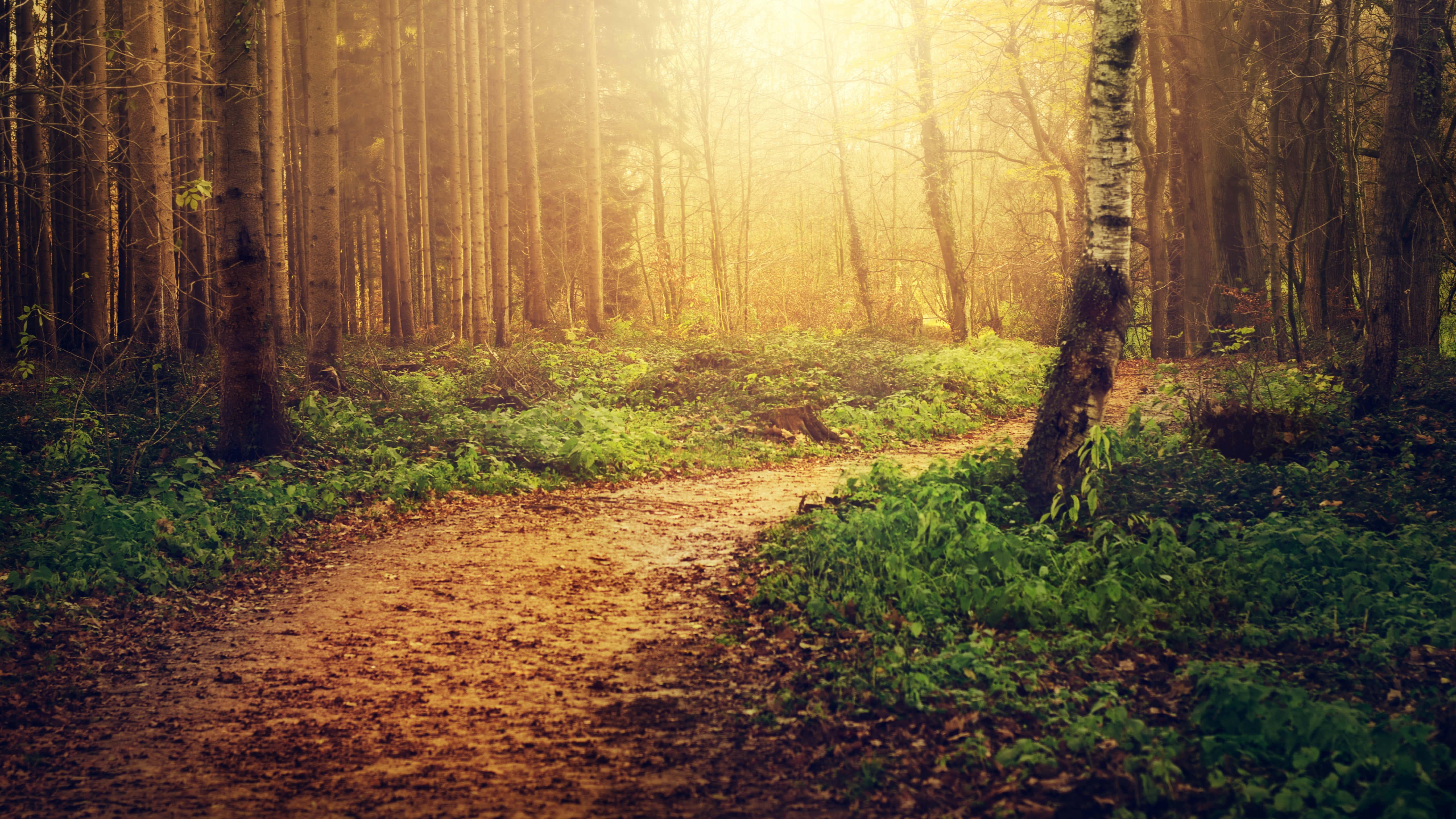 sunlit forest path, tall trees, golden light, 5K Desktop Wallpaper